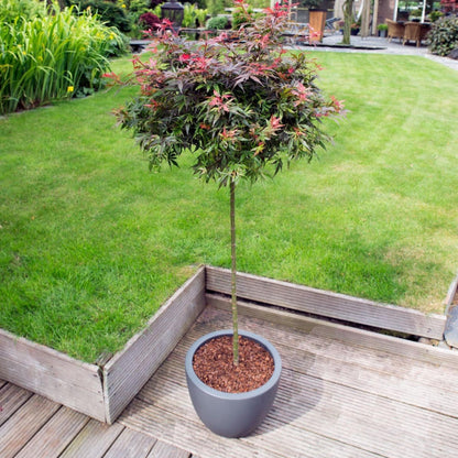 Arce Japonés - Acer Palmatum 'shaina' - Altura 80-90cm - ⌀19cm_4