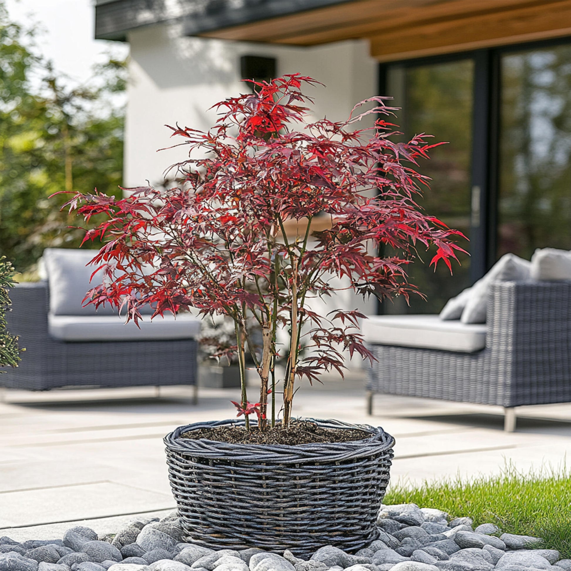 Arce Japonés - Acer Palmatum 'starfish' - Altura 60-70cm - ⌀19cm_1