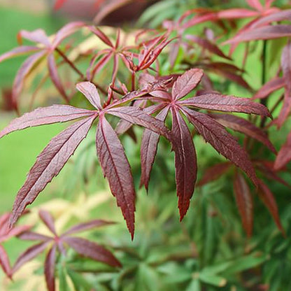 Arce Japonés - Acer Palmatum 'starfish' - Altura 60-70cm - ⌀19cm_3