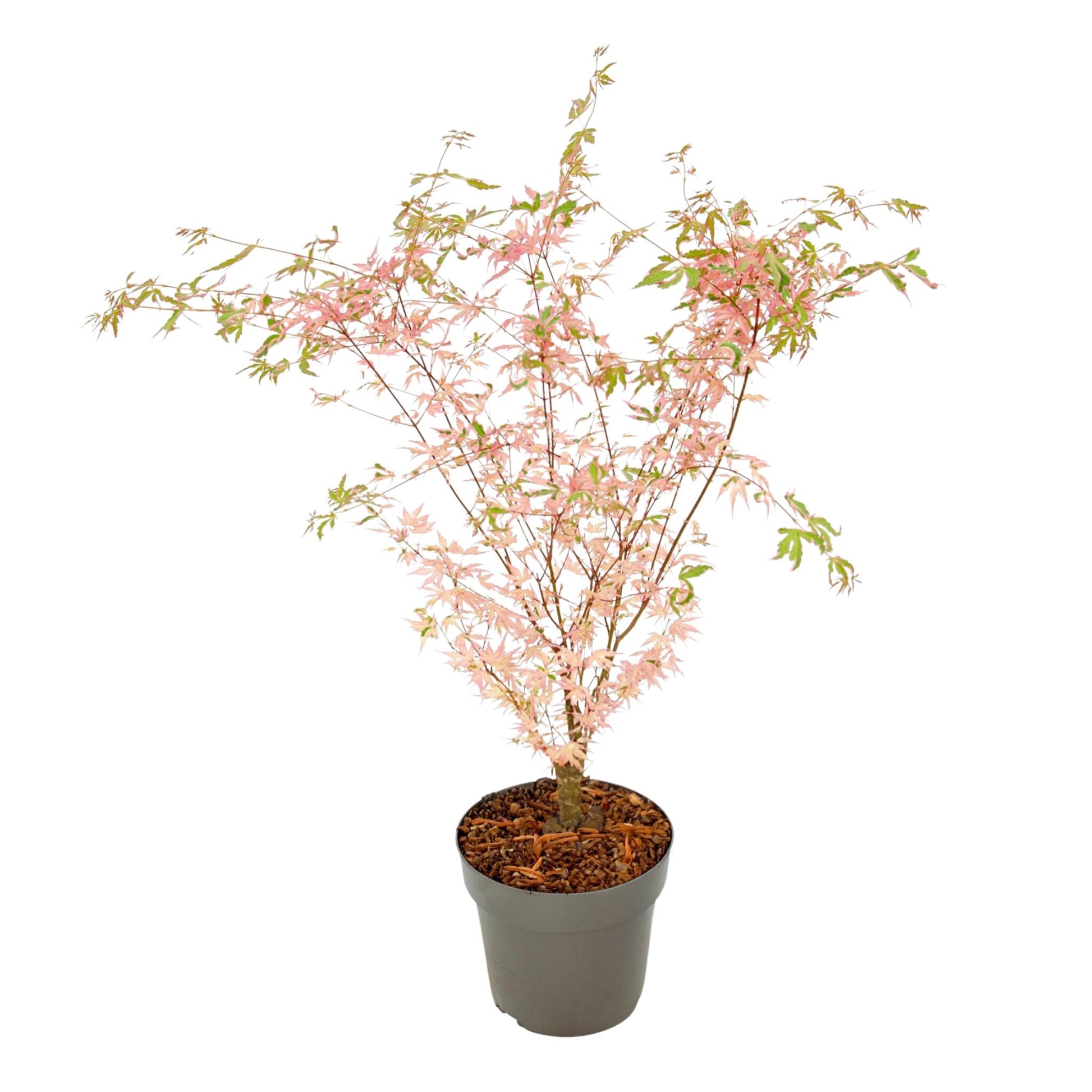Arce Japonés - Acer Palmatum 'taylor' - Altura 35-55cm - ⌀15cm_0