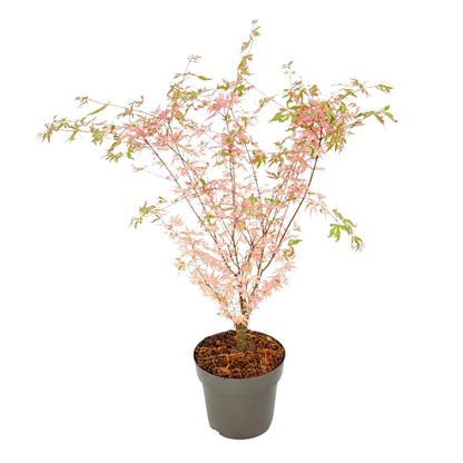 Arce Japonés - Acer Palmatum 'taylor' - Altura 35-55cm - ⌀15cm_0