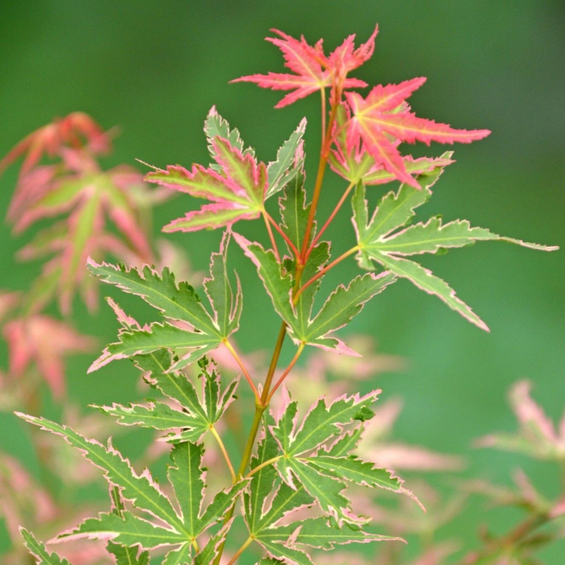 Arce Japonés - Acer Palmatum 'taylor' - Altura 35-55cm - ⌀15cm_3