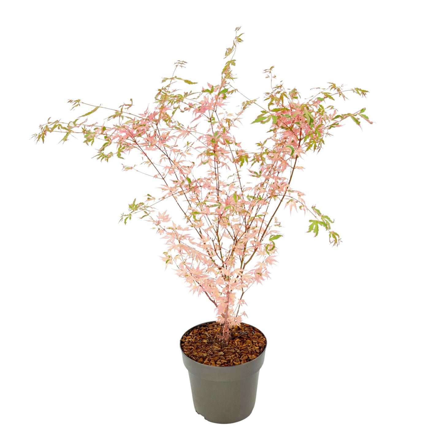 Arce Japonés - Acer Palmatum 'taylor' - Altura 50-60cm - ⌀19cm_0
