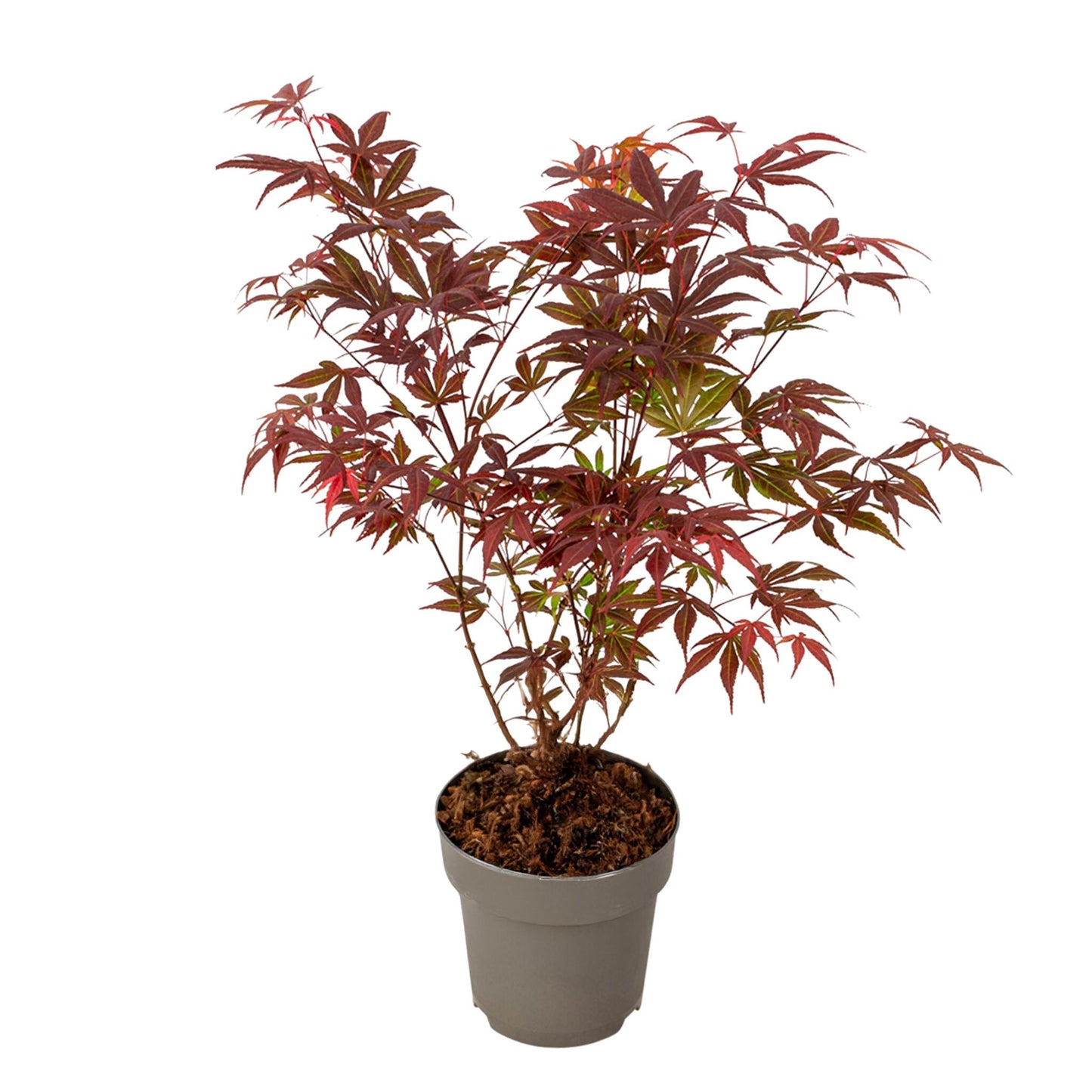 Arce Rojo Japonés - Acer Palmatum - Altura 35-55cm - Ø15cm_0