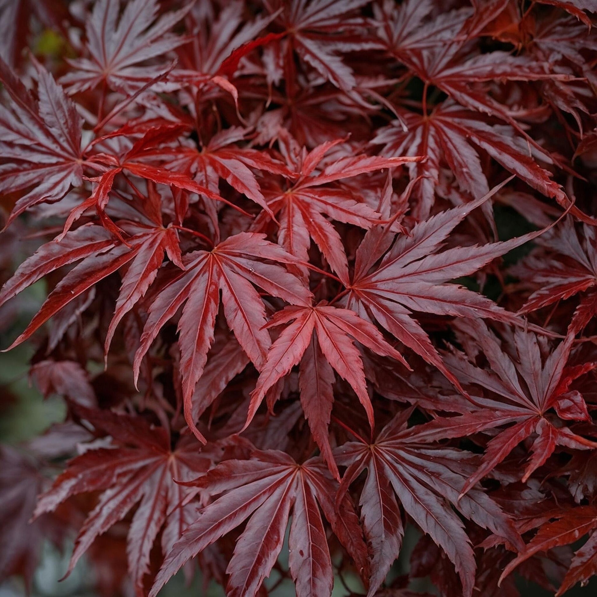 Arce Rojo Japonés - Acer Palmatum - Altura 35-55cm - Ø15cm_3