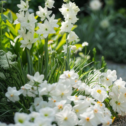 Armonía De Flores Blancas - 250 Pzs - Bulbos De Flores_1