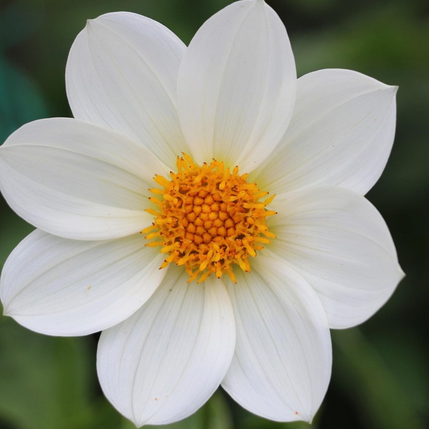 Armonía De Flores Blancas - 250 Pzs - Bulbos De Flores_3