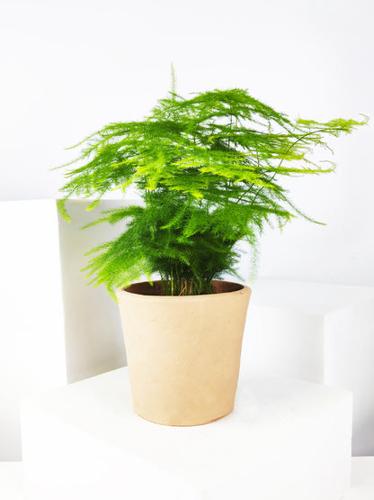 Asparagus Plumoso | Altura 25cm - Diámetro 12cm_0