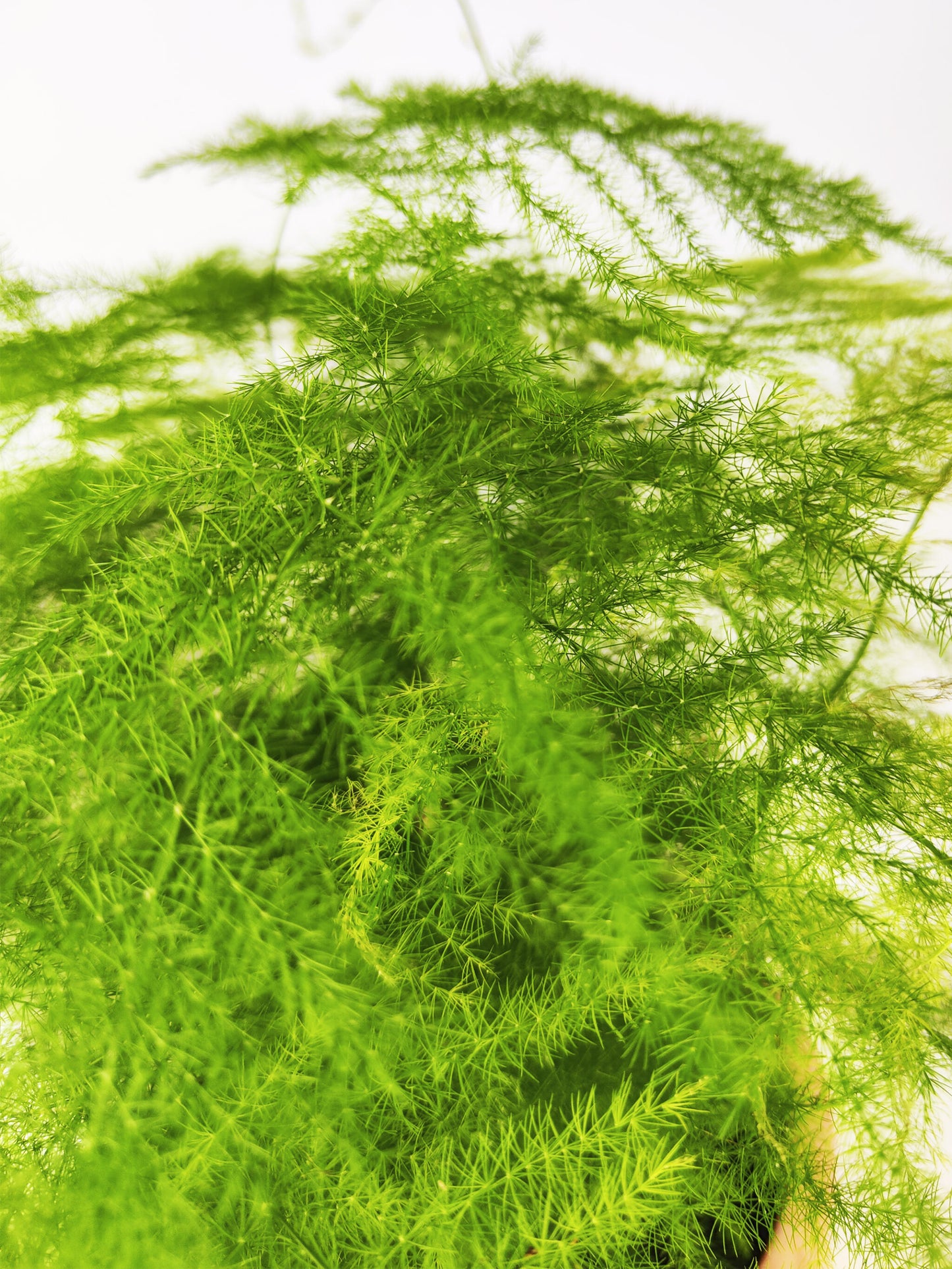 Asparagus Plumoso | Altura 25cm - Diámetro 12cm_1