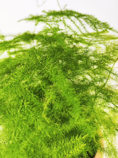 Asparagus Plumoso | Altura 25cm - Diámetro 12cm_1
