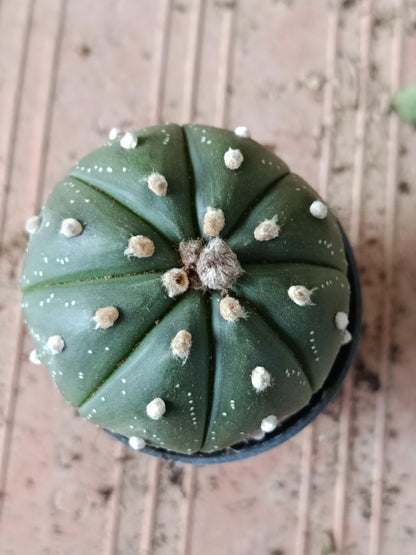 Astrophytum Asterias Surtido Planta Erizo De Mar Ø6_1