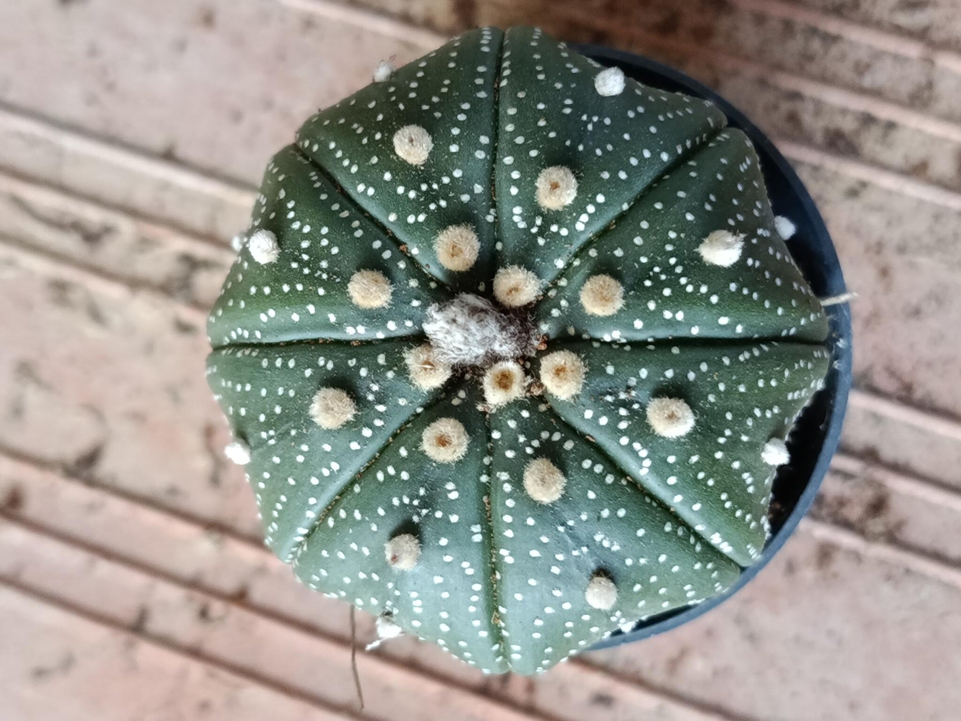 Astrophytum Asterias Surtido Planta Erizo De Mar Ø6_4
