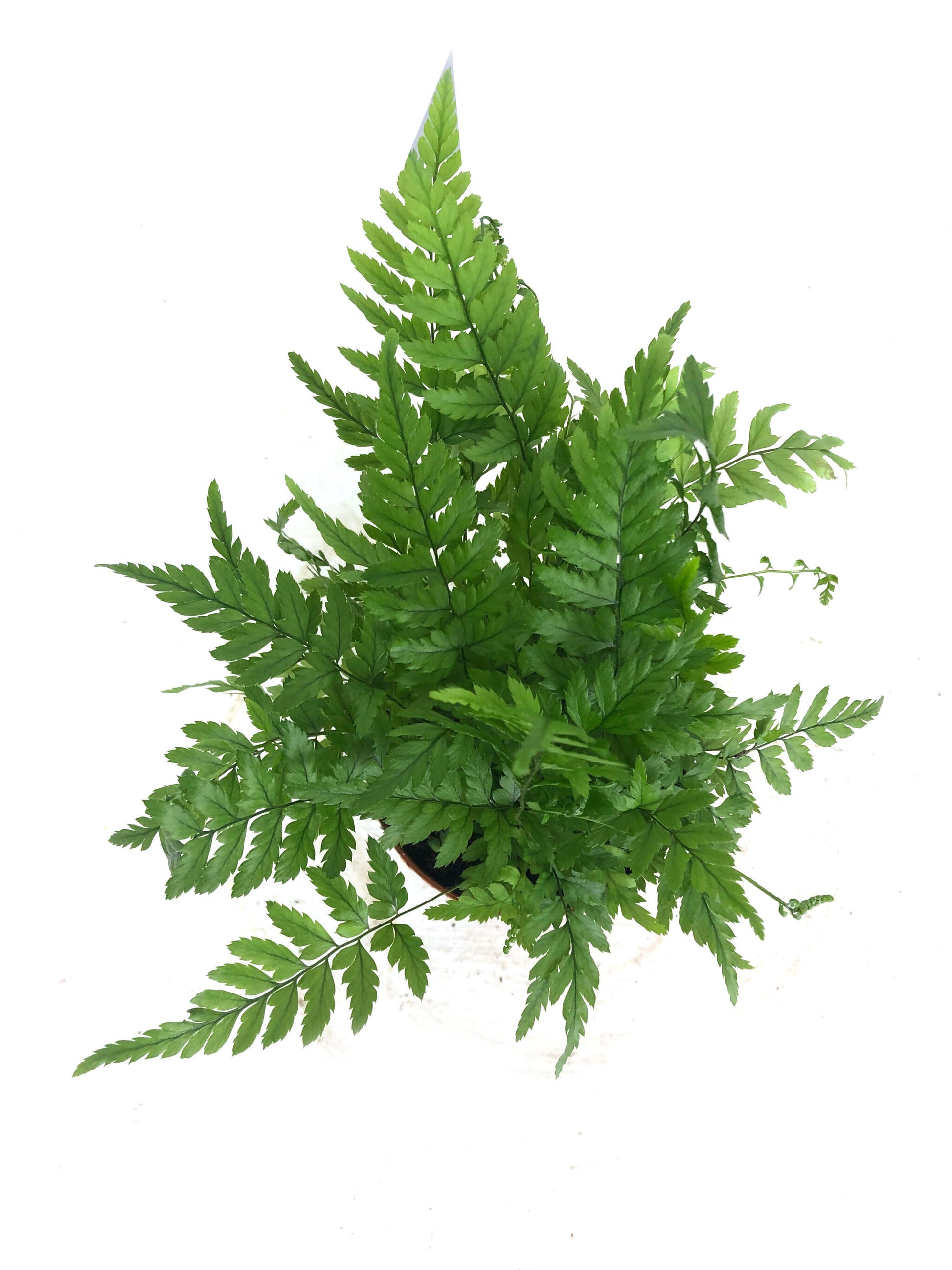 Athyrium M8_1