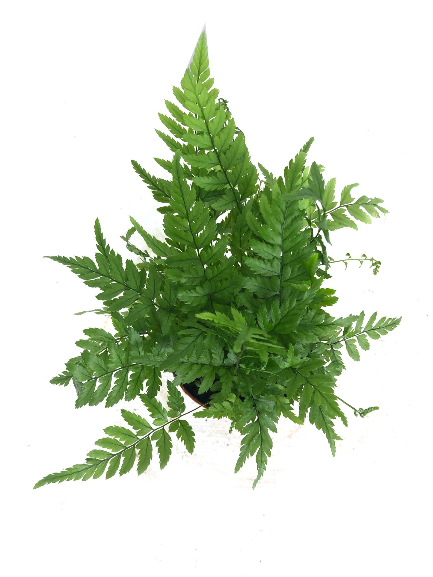 Athyrium M8_2