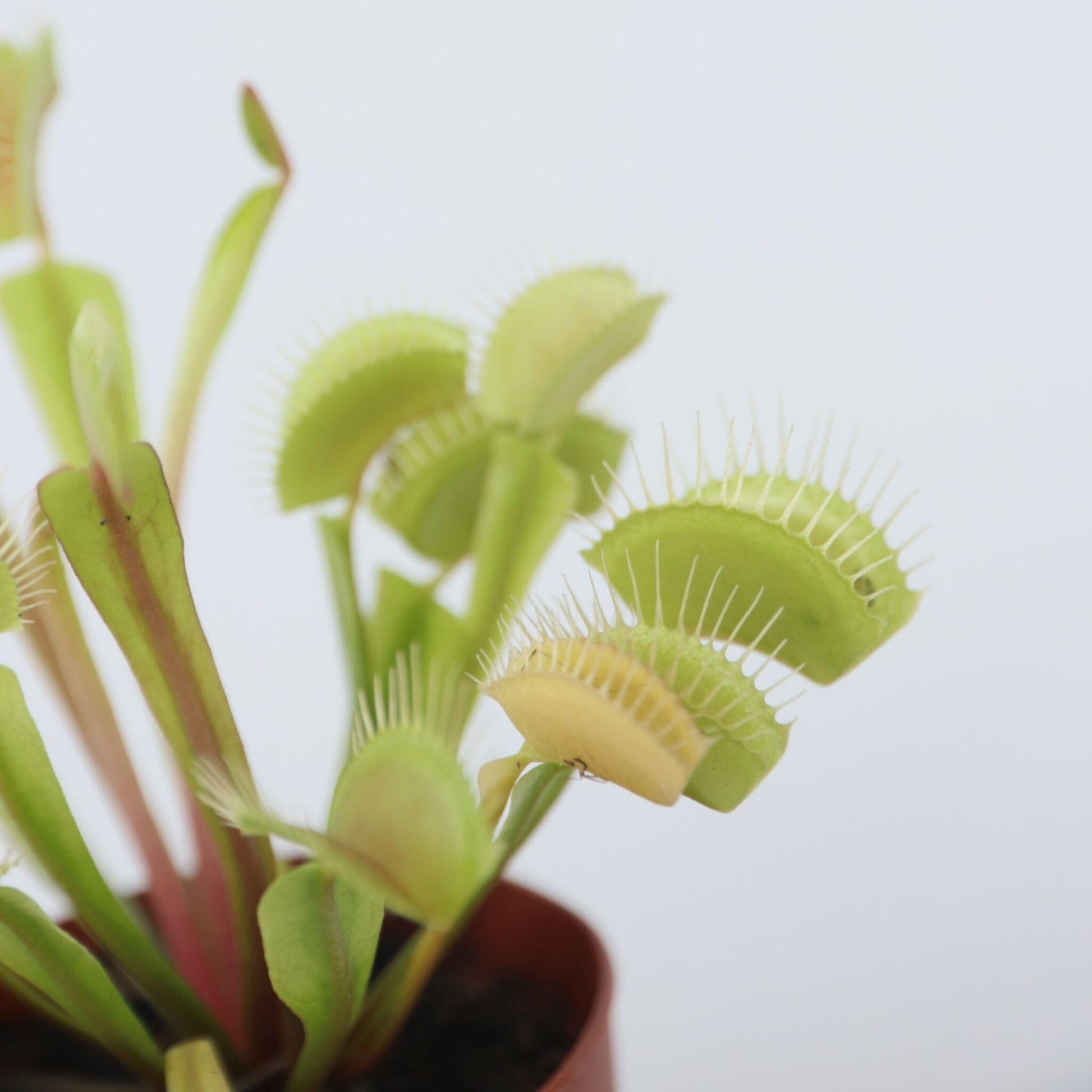 Atrapamoscas De Venus - 3 Pzs - Dionaea Muscipula - Altura 5-15cm - ⌀55cm_3