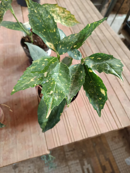 Aucuba J Crotonifolia Laurel Manchado Planta_1