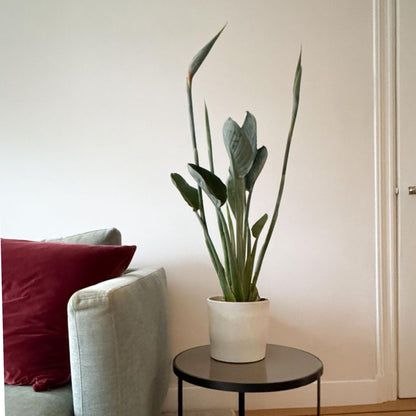Ave Del Paraíso - Strelitzia Reginae - Con Flores - Altura 70-100cm - Ø19cm_1