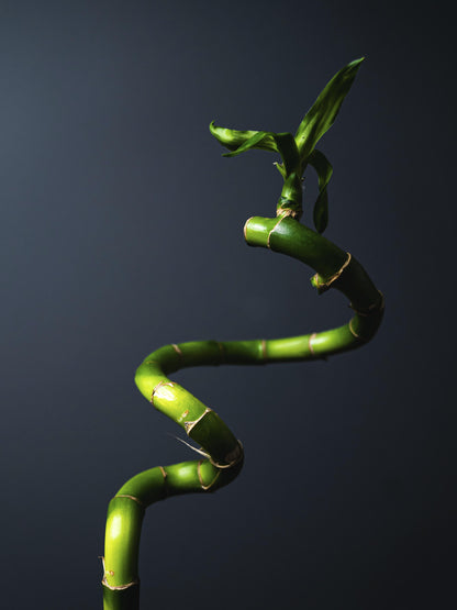 Bamboo Lucky Espiral | Altura 60cm 4 Unidades_2