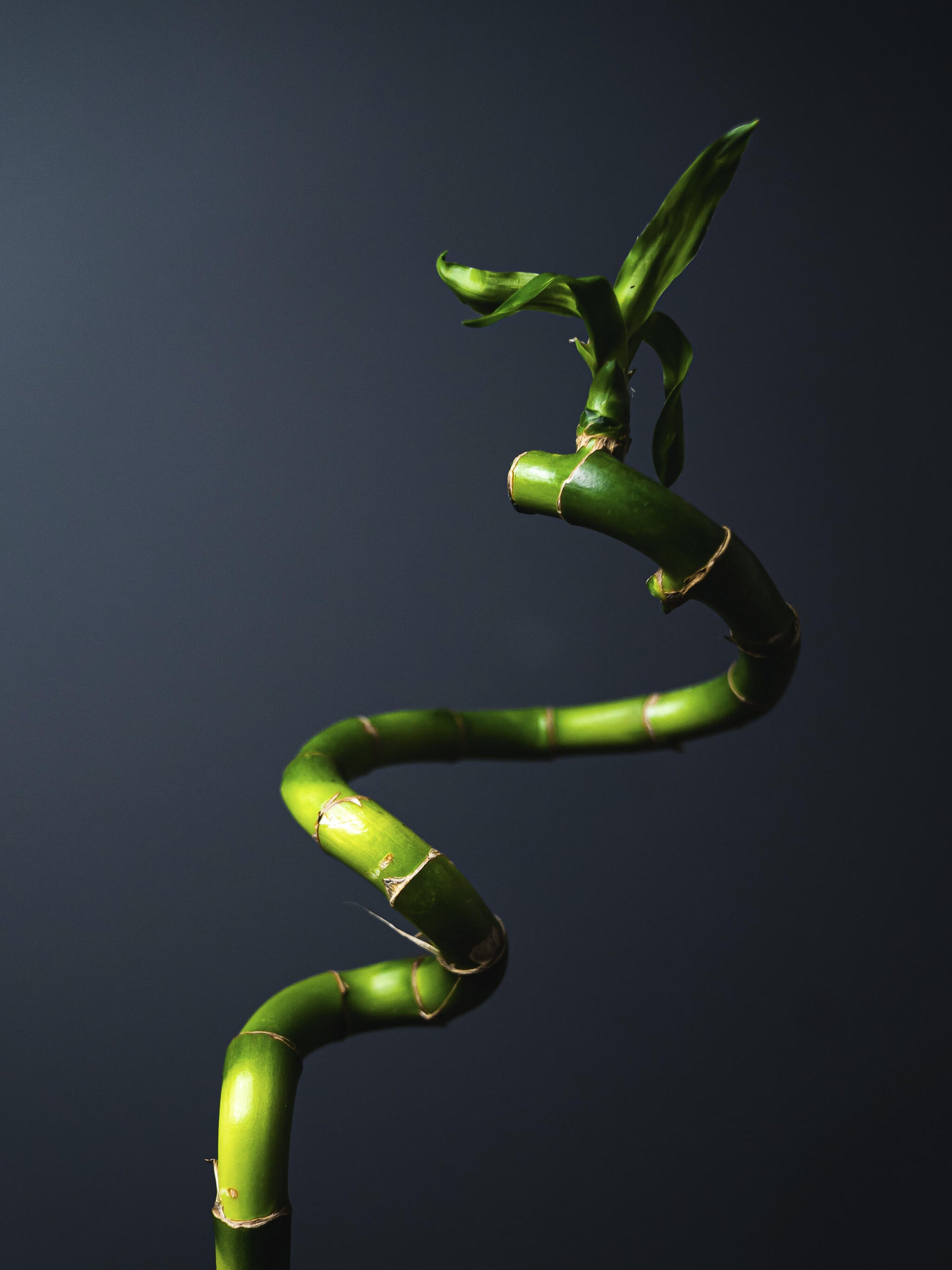 Bamboo Lucky Espiral | Altura 60cm 8 Unidades_2