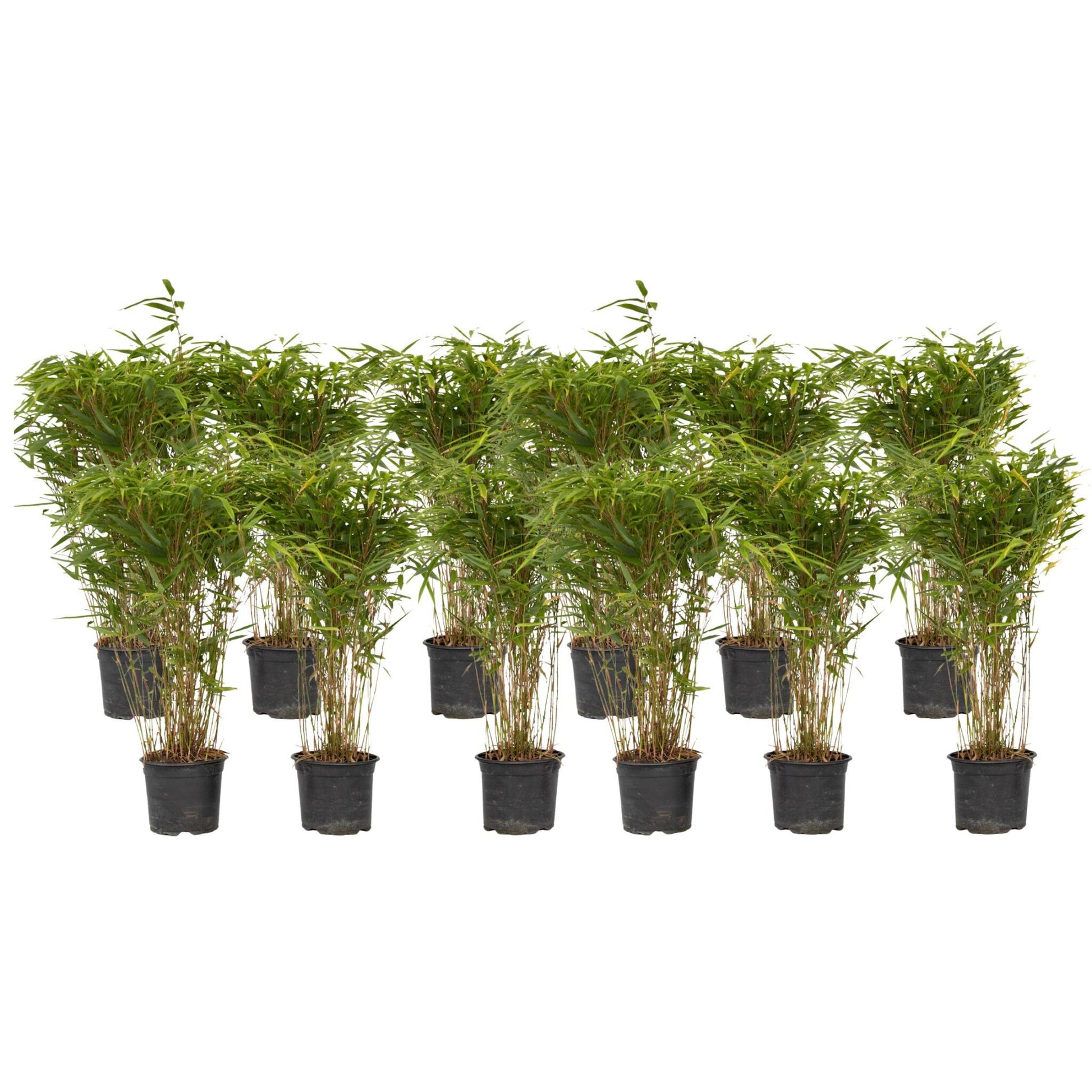 Bambú - 12 Pzs - Fargesia Nitida 'gansu' - Altura 50-70cm - ⌀17cm_0