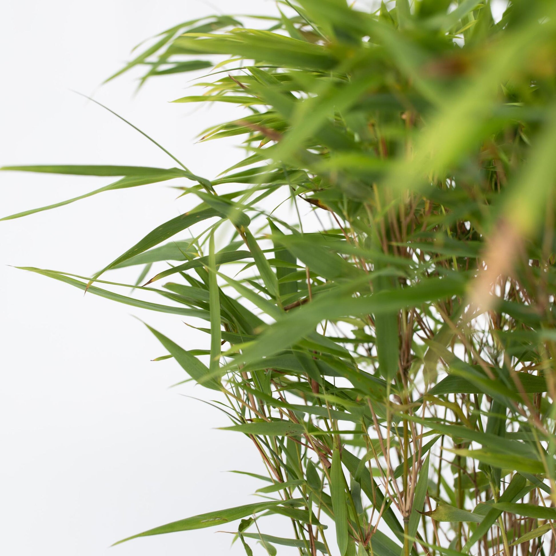 Bambú - 12 Pzs - Fargesia Nitida 'gansu' - Altura 50-70cm - ⌀17cm_3