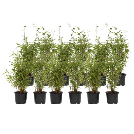 Bambú - 12 Pzs - Fargesia Nitida 'red Dragon' - Altura 50-70cm - ⌀17cm_0