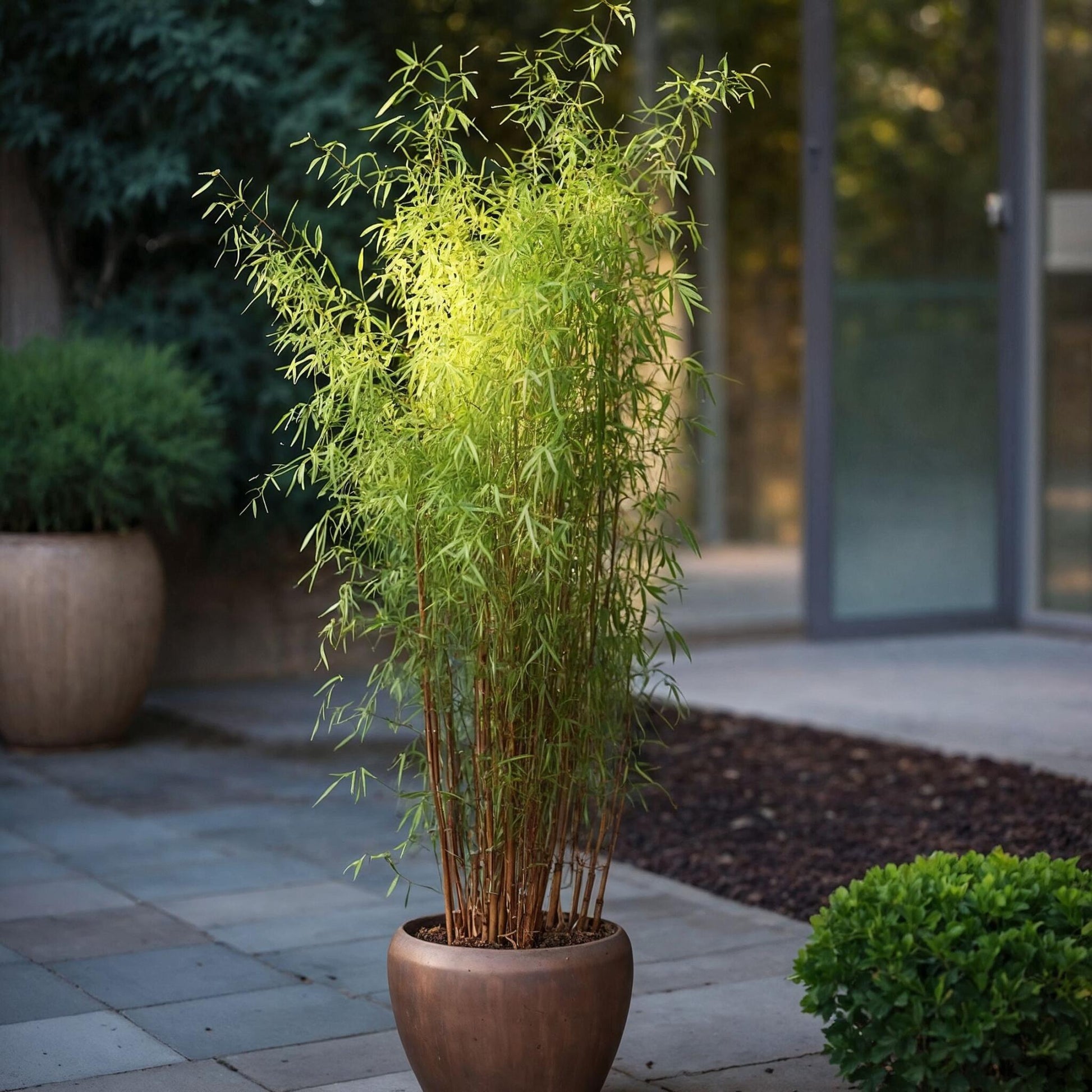 Bambú - 12 Pzs - Fargesia Nitida 'red Dragon' - Altura 50-70cm - ⌀17cm_1