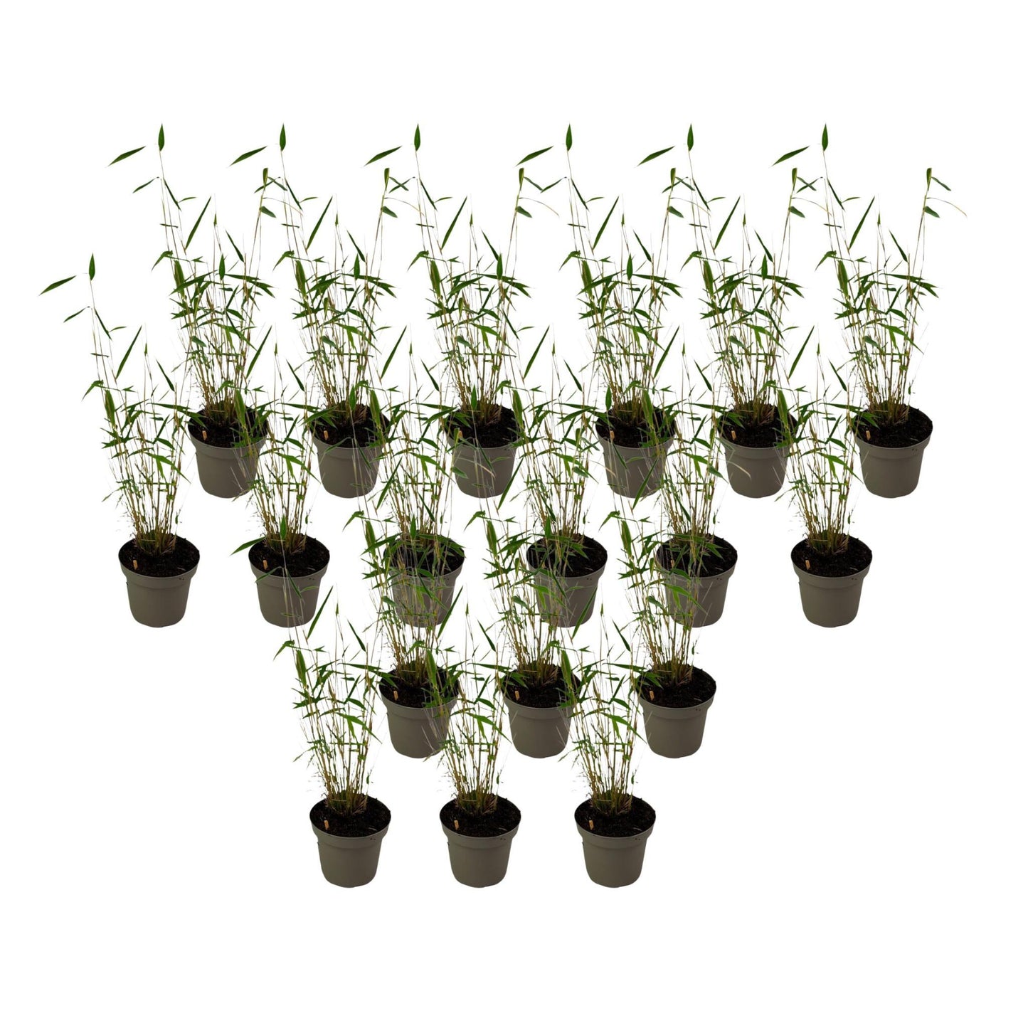 Bambú - 18 Pzs - Fargesia Papyrifera 'blue Dragon' - Altura 30-40cm - ⌀13cm_0