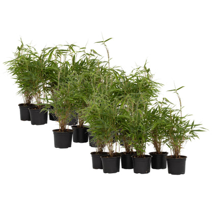 Bambú - 18 Pzs - Fargesia Rufa - Altura 25-40cm - ⌀13cm_0