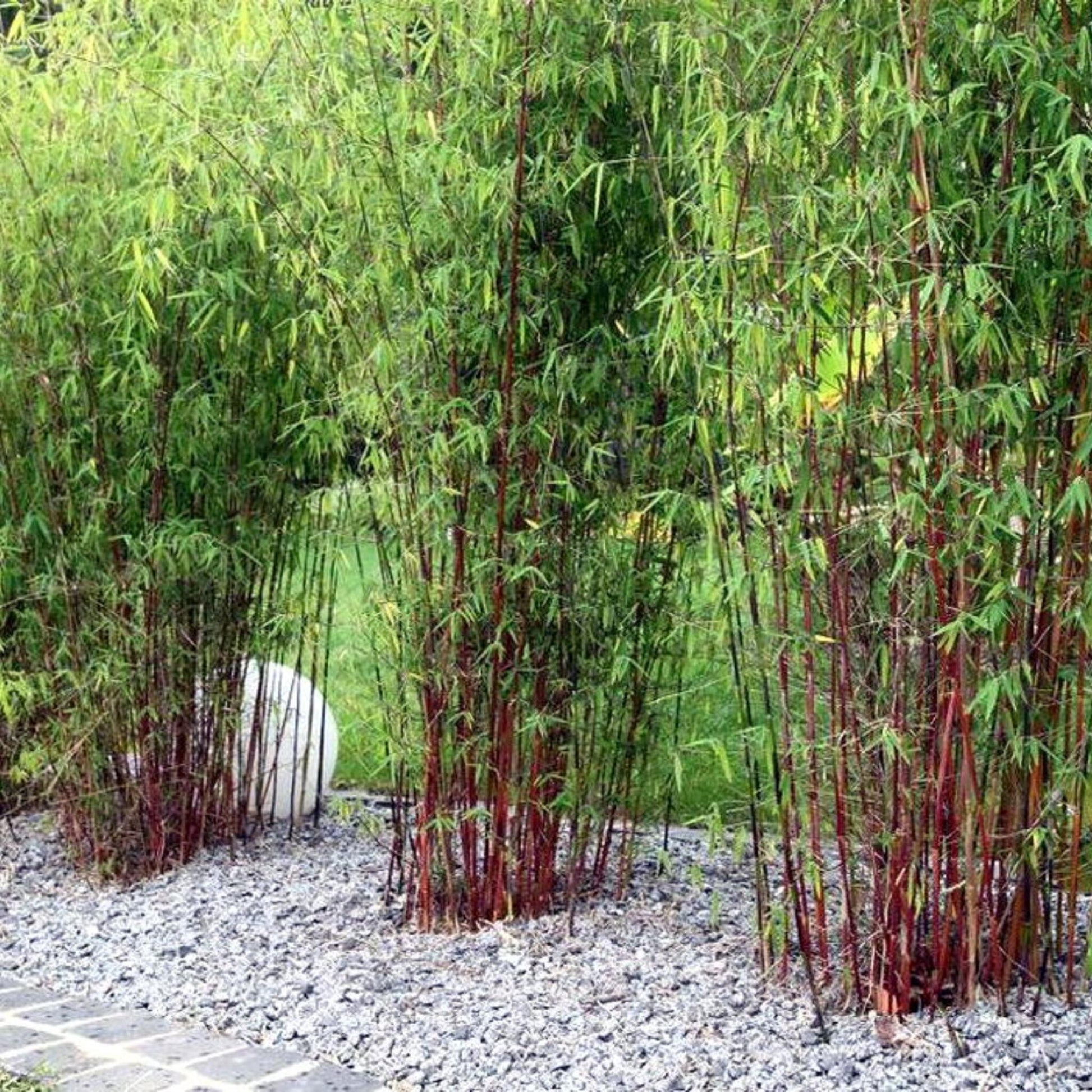 Bambú - 18 Pzs - Fargesia Scabrida 'asian Wonder' - Altura 25-40cm - ⌀13cm_1