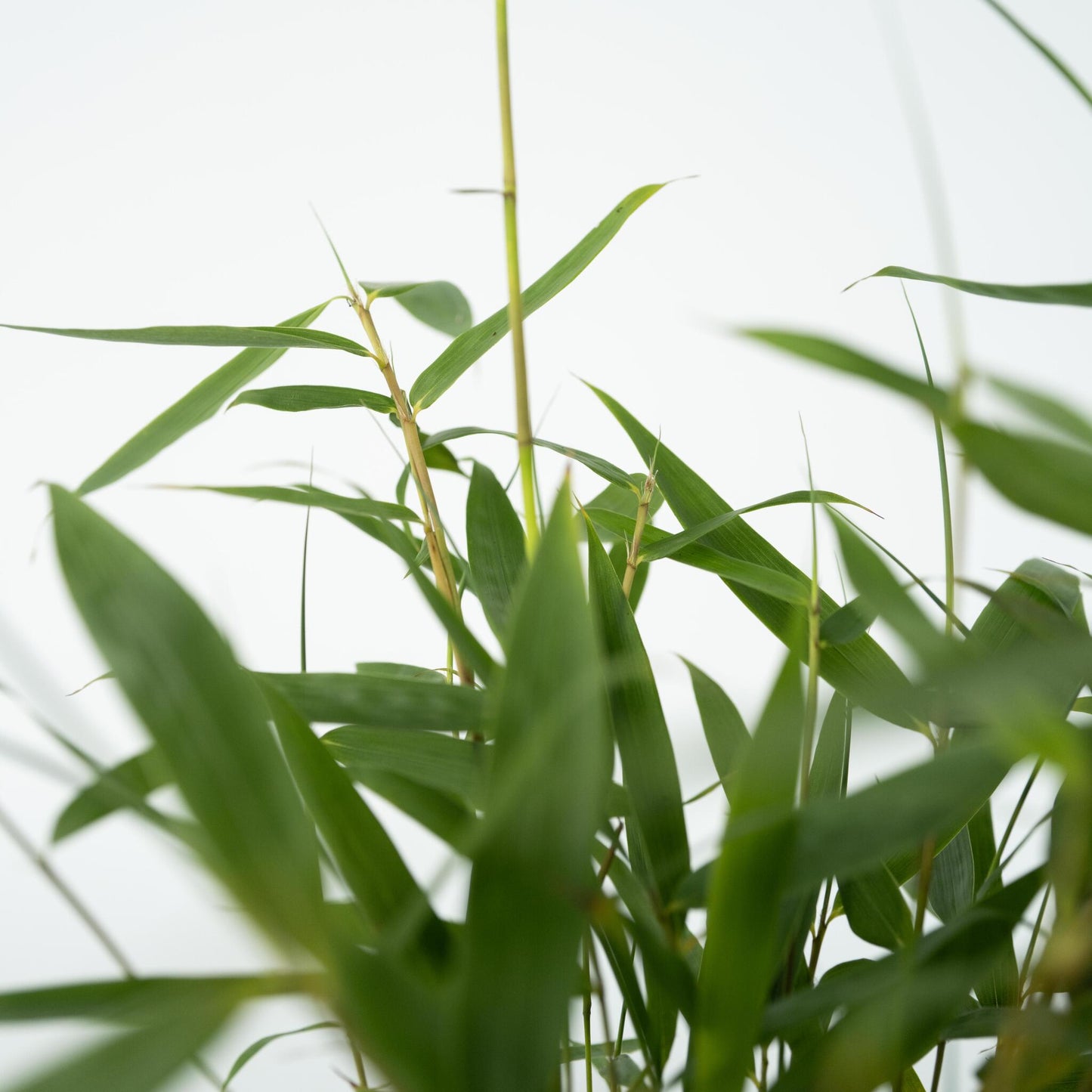 Bambú - 18 Pzs - Fargesia Scabrida 'asian Wonder' - Altura 25-40cm - ⌀13cm_3