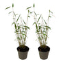 Bambú - 2 Pzs - Fargesia Papyrifera 'blue Dragon' - Altura 30-40cm - ⌀13cm