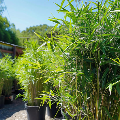 Bambú - 3 Piezas - Fargesia Nitida 'black Dragon' - Altura 25-40cm - ⌀14cm_1