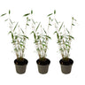 Bambú - 3 Pzs - Fargesia Papyrifera 'blue Dragon' - Altura 30-40cm - ⌀13cm