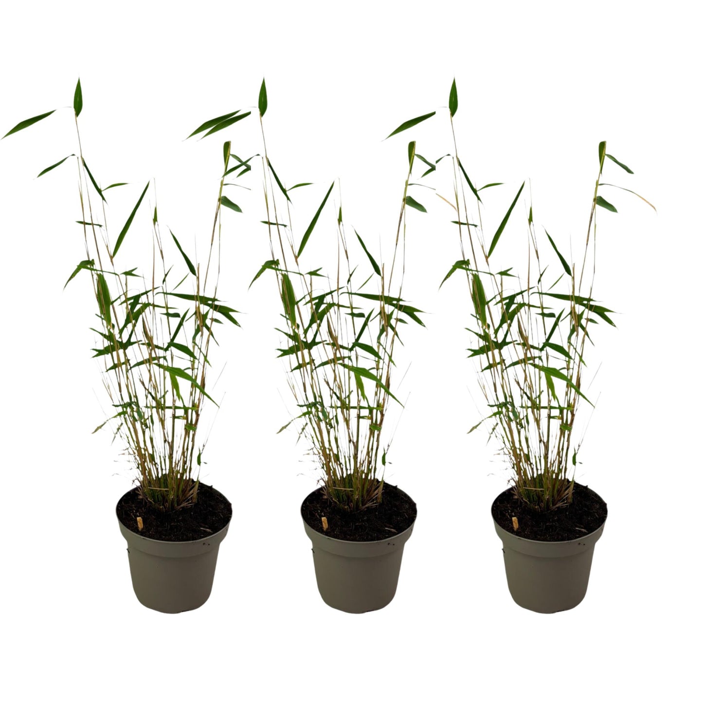 Bambú - 3 Pzs - Fargesia Papyrifera 'blue Dragon' - Altura 30-40cm - ⌀13cm_0