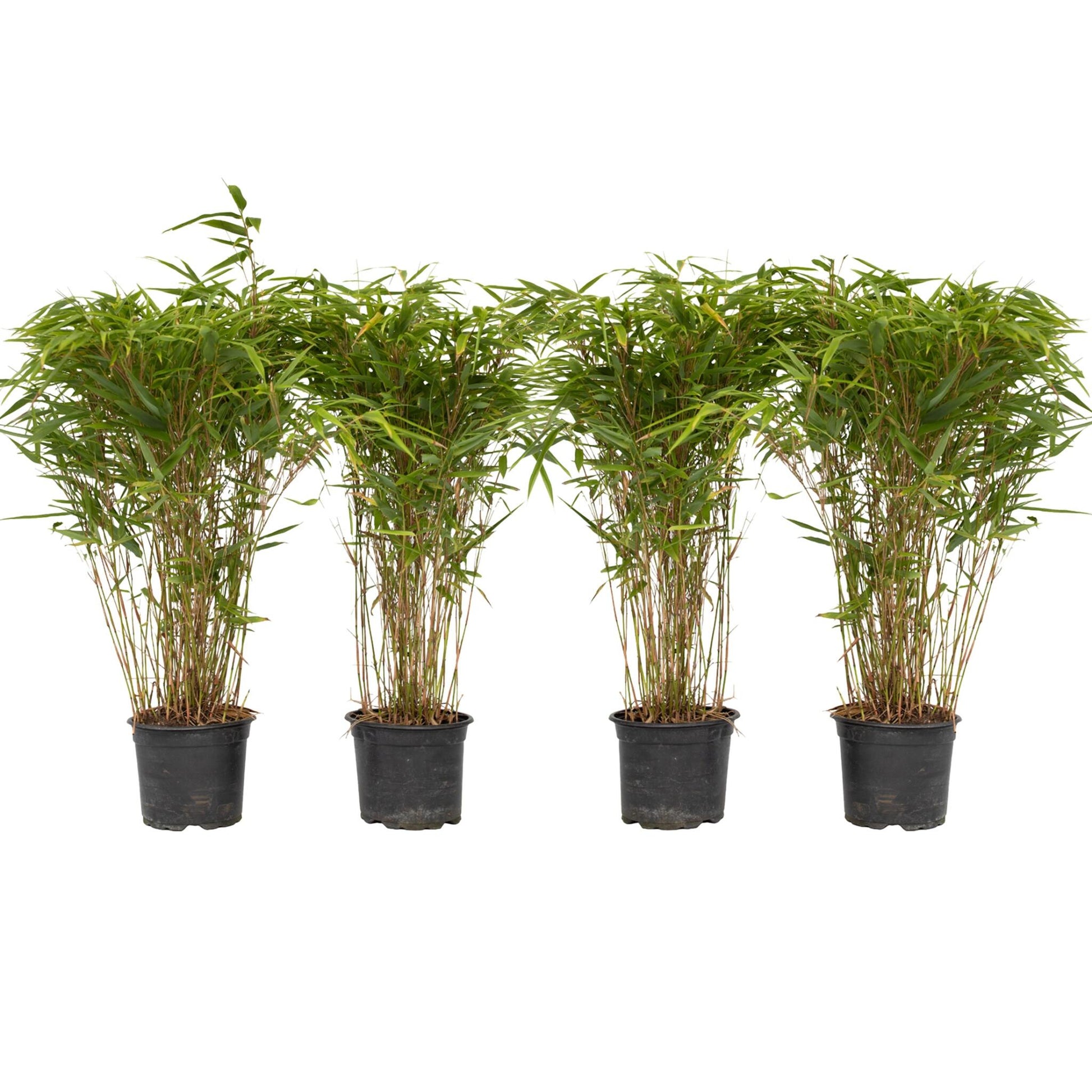 Bambú - 4 Pzs - Fargesia Nitida 'gansu' - Altura 50-70cm - ⌀17cm_0
