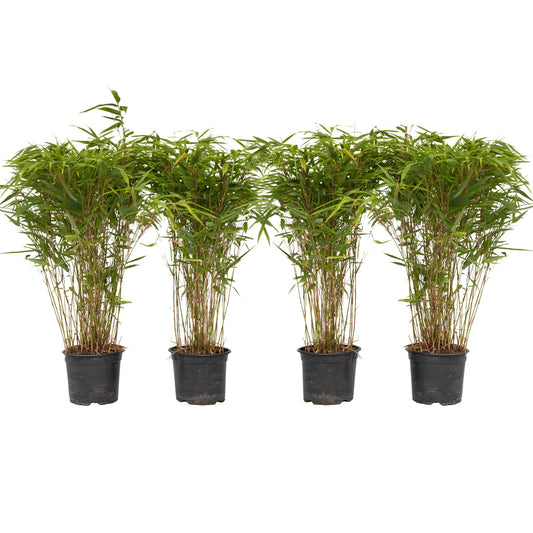 Bambú - 4 Pzs - Fargesia Nitida 'gansu' - Altura 50-70cm - ⌀17cm_0