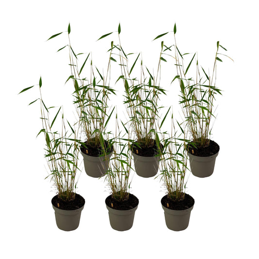 Bambú - 6 Pzs - Fargesia Papyrifera 'blue Dragon' - Altura 30-40cm - ⌀13cm_0