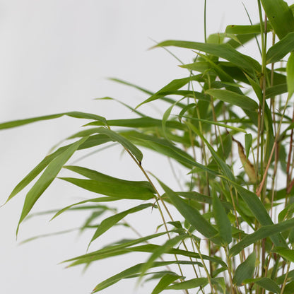 Bambú - 6 Pzs - Fargesia Papyrifera 'grex' - Altura 30-40cm - ⌀13cm_3