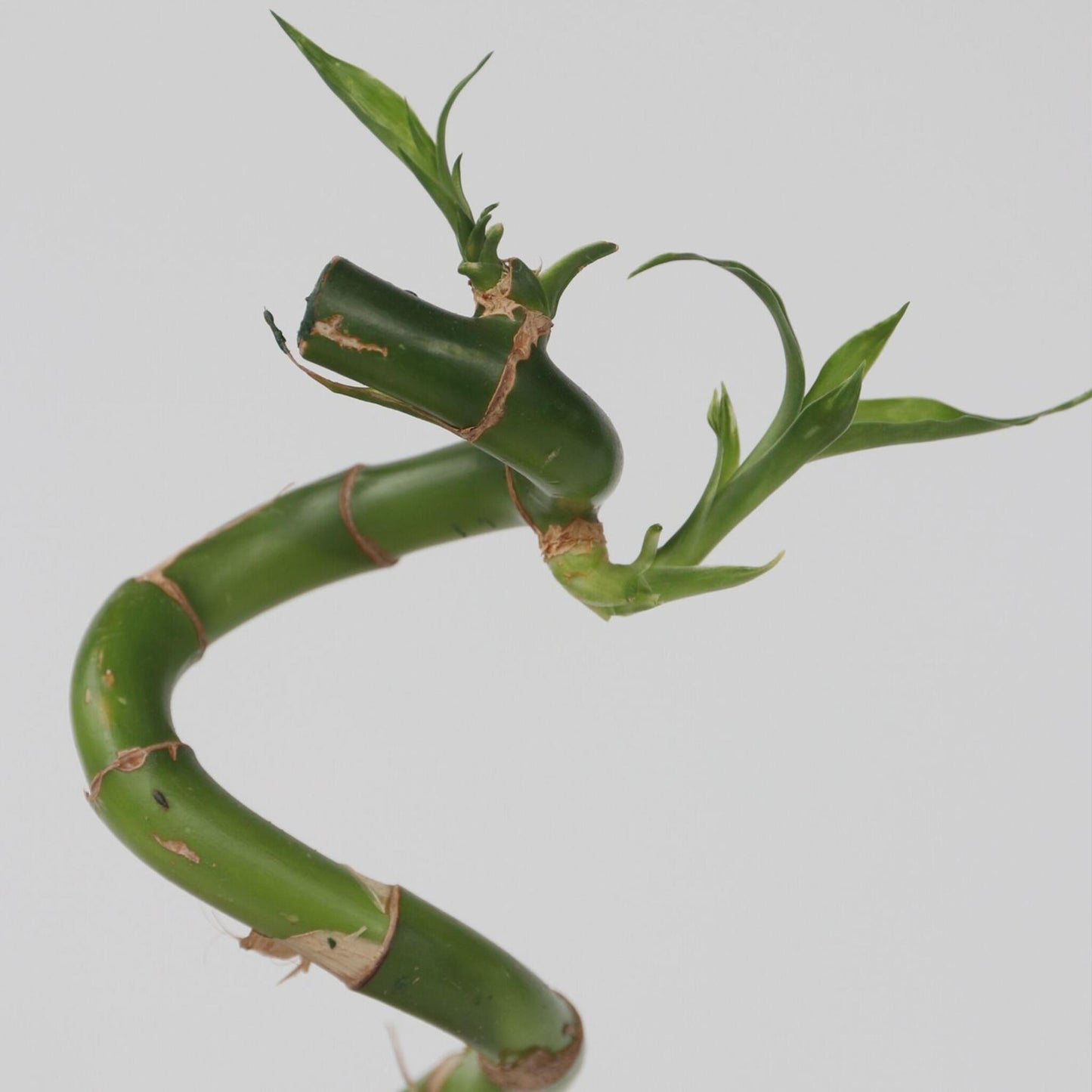 Bambú De La Suerte - 12 Pzs - Dracaena Sanderiana - Altura 40-50cm - ⌀2cm_3
