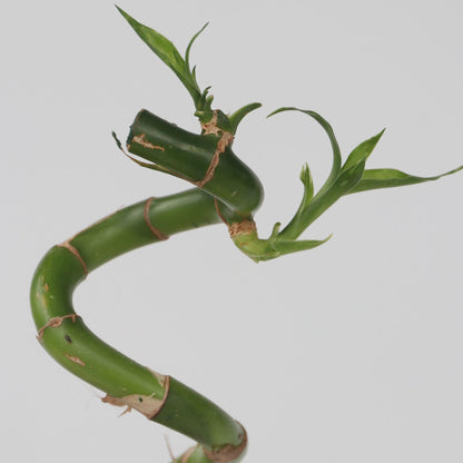 Bambú De La Suerte - 12 Pzs - Dracaena Sanderiana - Altura 40-50cm - ⌀2cm_3