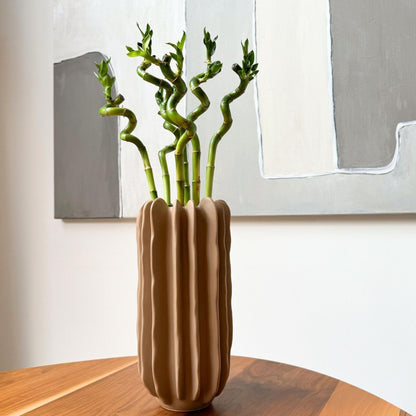 Bambú De La Suerte - 6 Pzs - Dracaena Sanderiana - Altura 40-50cm - ⌀2cm_1