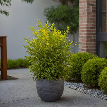 Bambú Sagrado - 2 Pzs - Nandina Domestica 'lemon Lime' - Altura 25-40cm - ⌀17cm_1