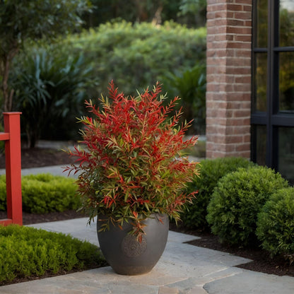Bambú Sagrado - 2 Pzs - Nandina Domestica 'obsessed' - Altura 25-40cm - ⌀17cm_1