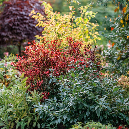 Bambú Sagrado - 3 Pzs - Nandina Domestica - Altura 25-40cm - ⌀17cm_1