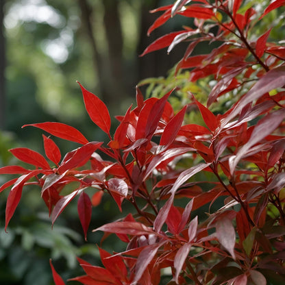 Bambú Sagrado - 3 Pzs - Nandina Domestica - Altura 25-40cm - ⌀17cm_3