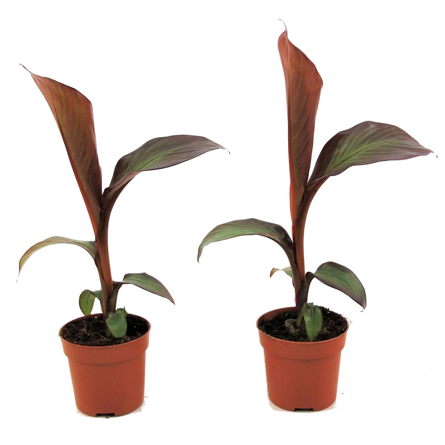 Banana Falsa - 2 Pzs - Ensete Ventricosum 'maurelli' - Altura 20-30cm - ⌀9cm_0