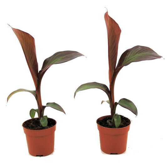 Banana Falsa - 2 Pzs - Ensete Ventricosum 'maurelli' - Altura 20-30cm - ⌀9cm_0
