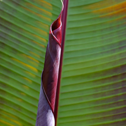Banana Falsa - 2 Pzs - Ensete Ventricosum 'maurelli' - Altura 20-30cm - ⌀9cm_3