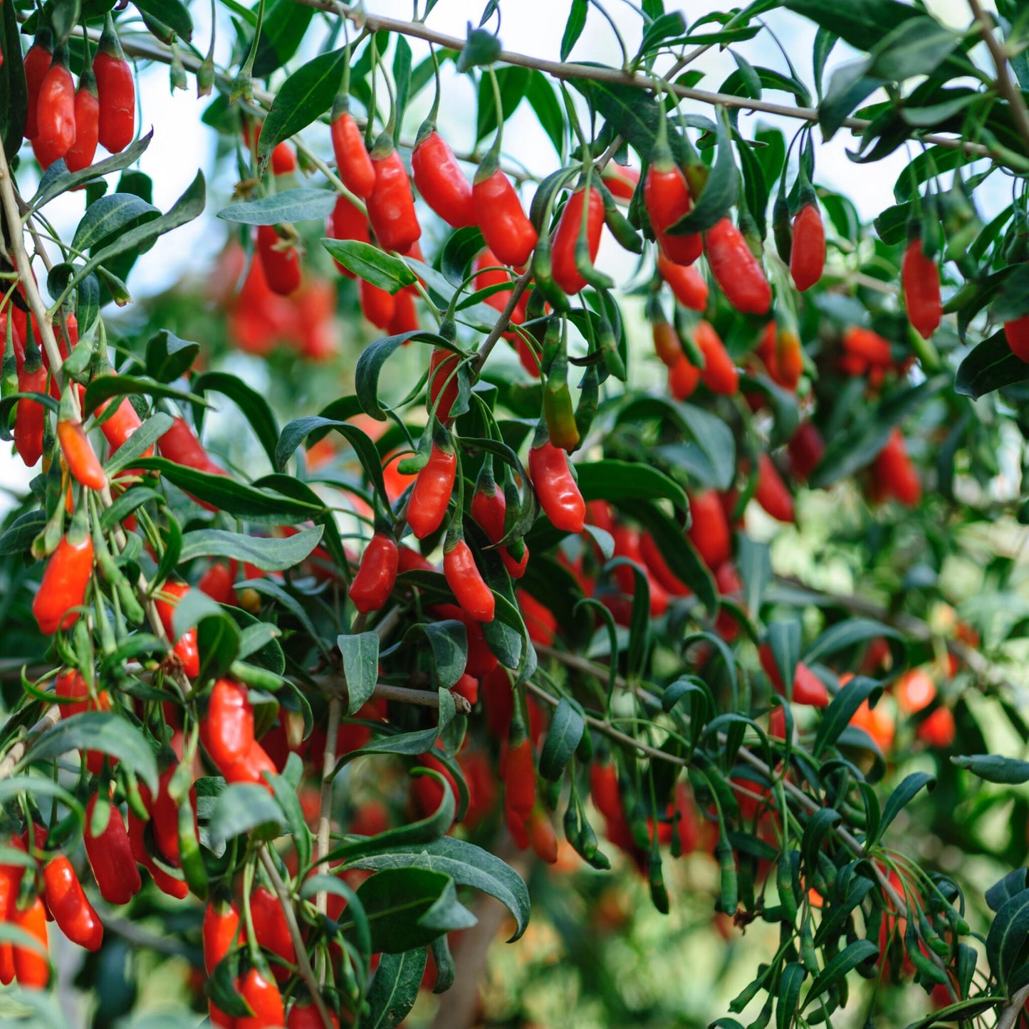 Bayas De Goji - 3 Pzs - Lycium Barbarum - Altura 25-40cm - ⌀9cm_1